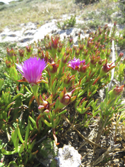Lampranthus tenuifolius