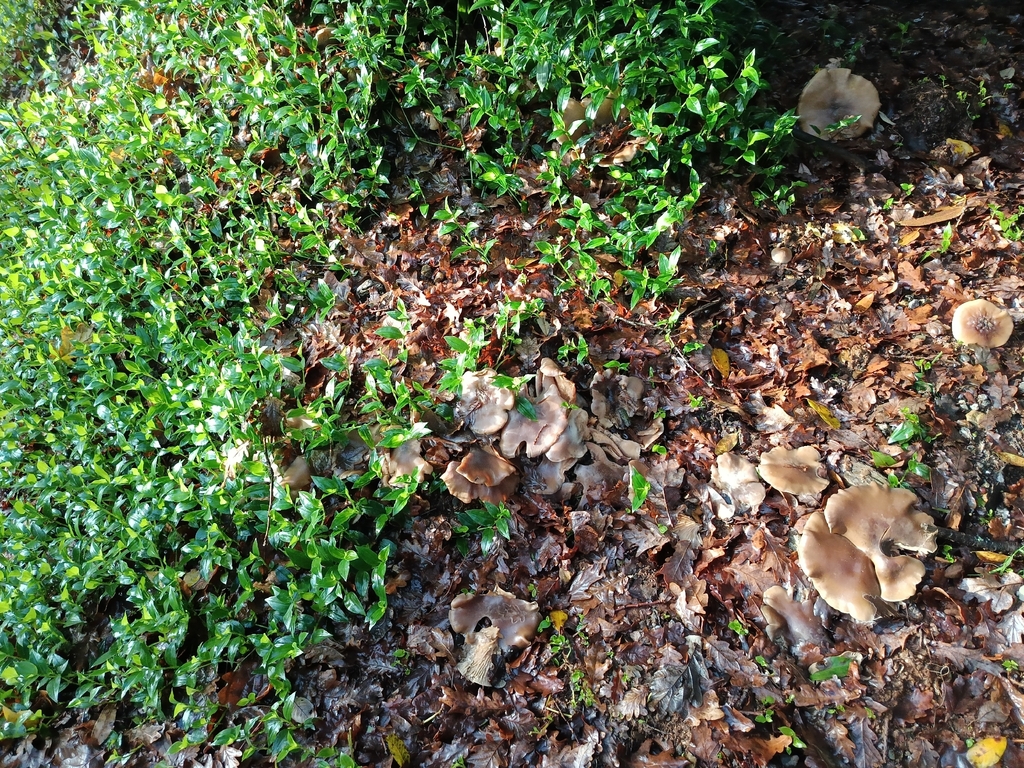 Clitocybe nebularis · January 2026 · photo: © carl_ramirez (iNaturalist, cc-by)