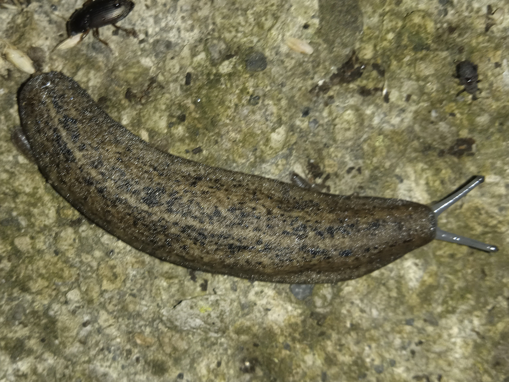 Colosius pulcher