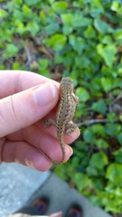 Sceloporus occidentalis