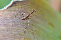 Mantoididae