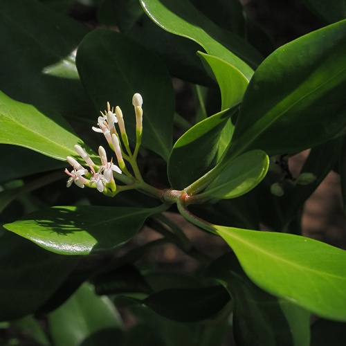 Scyphiphora hydrophylacea, photograph 2