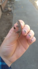 Sceloporus occidentalis