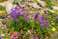 Delphinium middendorffii