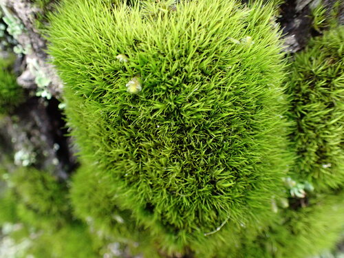 Fragile Fork-moss (Dicranum tauricum)