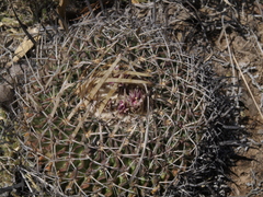 Echinofossulocactus dichroacanthus