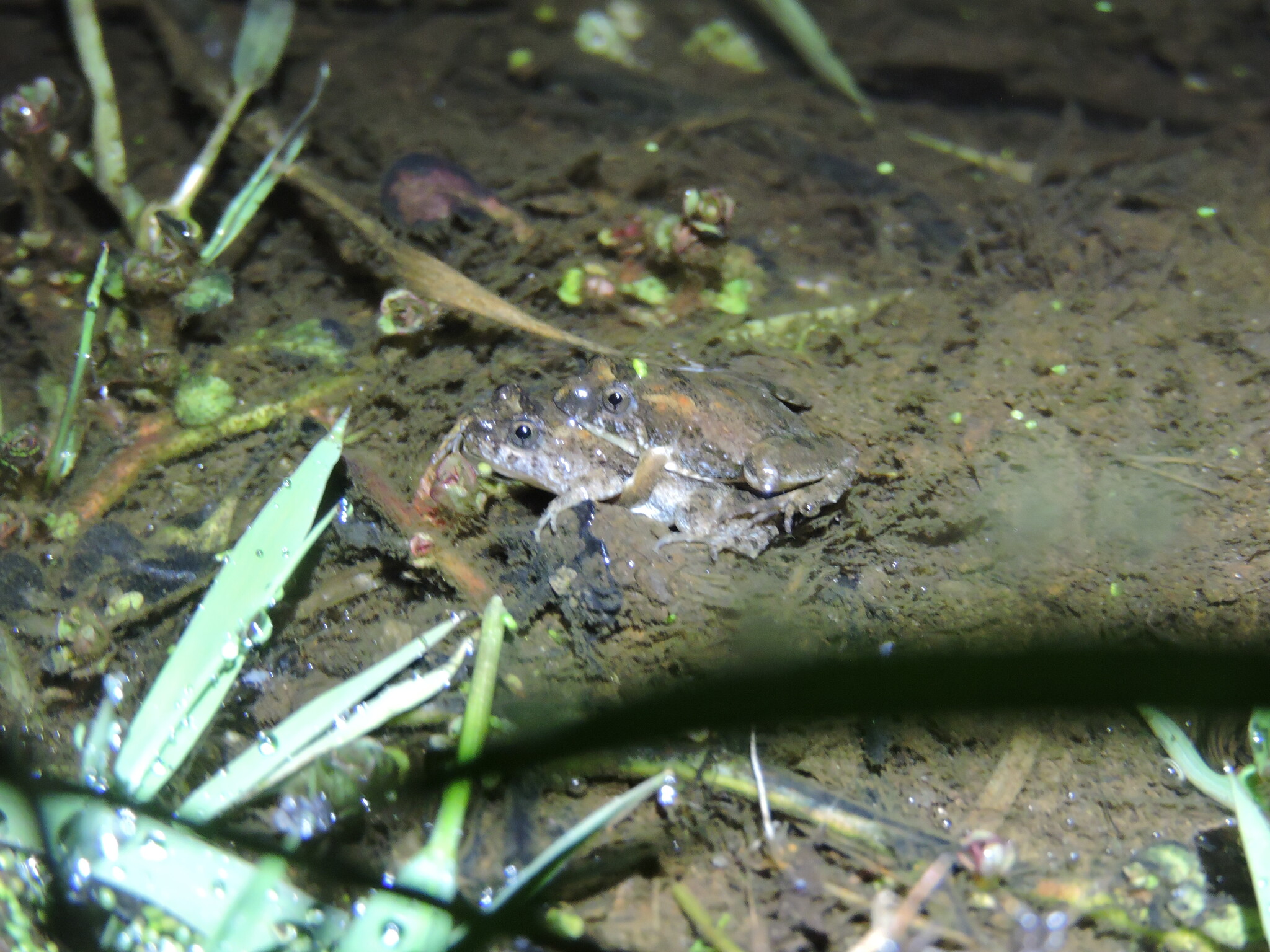 Pseudopaludicola chimaera