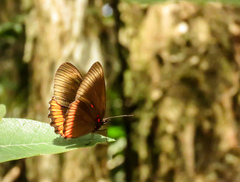 Biblis hyperia nectanabis