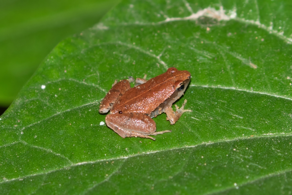 Ninh Thuan Narrow-Mouth Frog