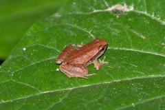 Ninh Thuan Narrow-Mouth Frog photo 1