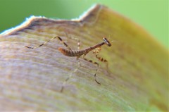 Mantoididae