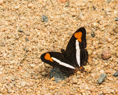 Adelpha abia
