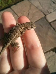 Sceloporus occidentalis