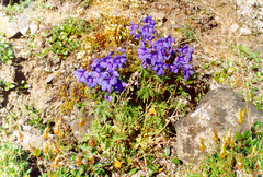 Delphinium middendorffii