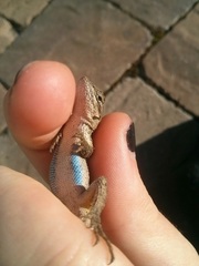 Sceloporus occidentalis