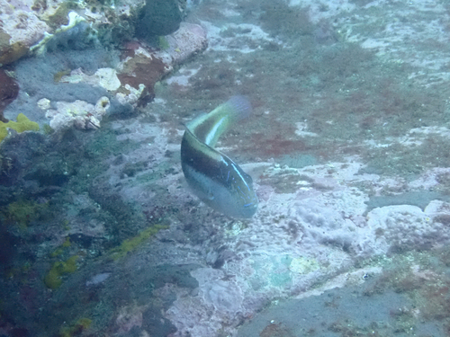 Australian maori-wrasse (Ophthalmolepis lineolata) — Labridae
