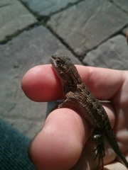 Sceloporus occidentalis