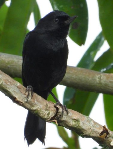 Black Flowerpiercer (Diglossa humeralis)