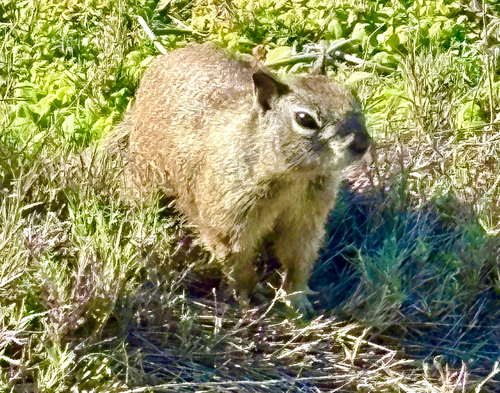 California Ground Squirrel observed by lisarayn