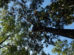 Pterocarpus macrocarpus