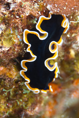 Pseudobiceros hancockanus