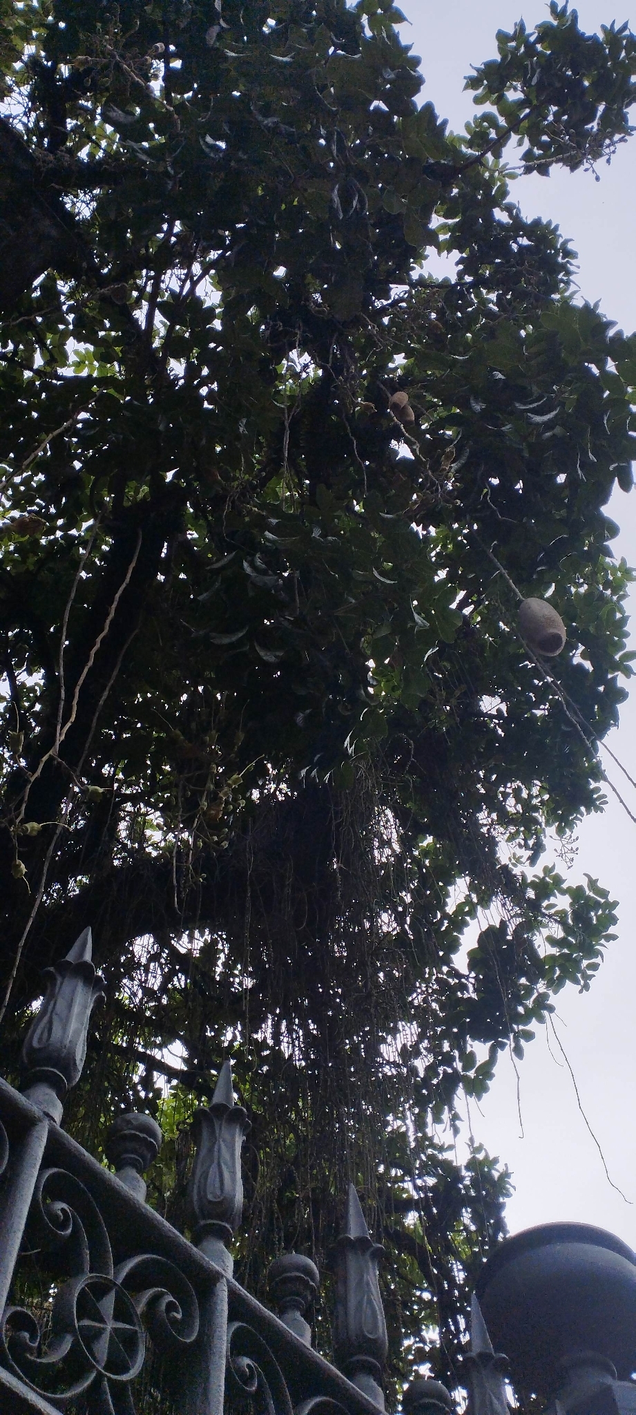 Imagem de Árvore-de-salsicha