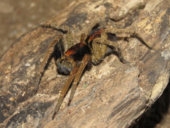 Ctenus ornatus