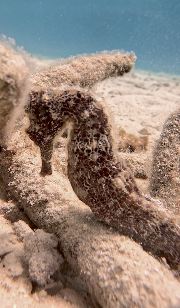 Longsnout seahorse (Hippocampus reidi) — Syngnathidae