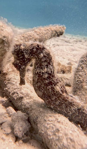 Longsnout seahorse (Hippocampus reidi) — Syngnathidae