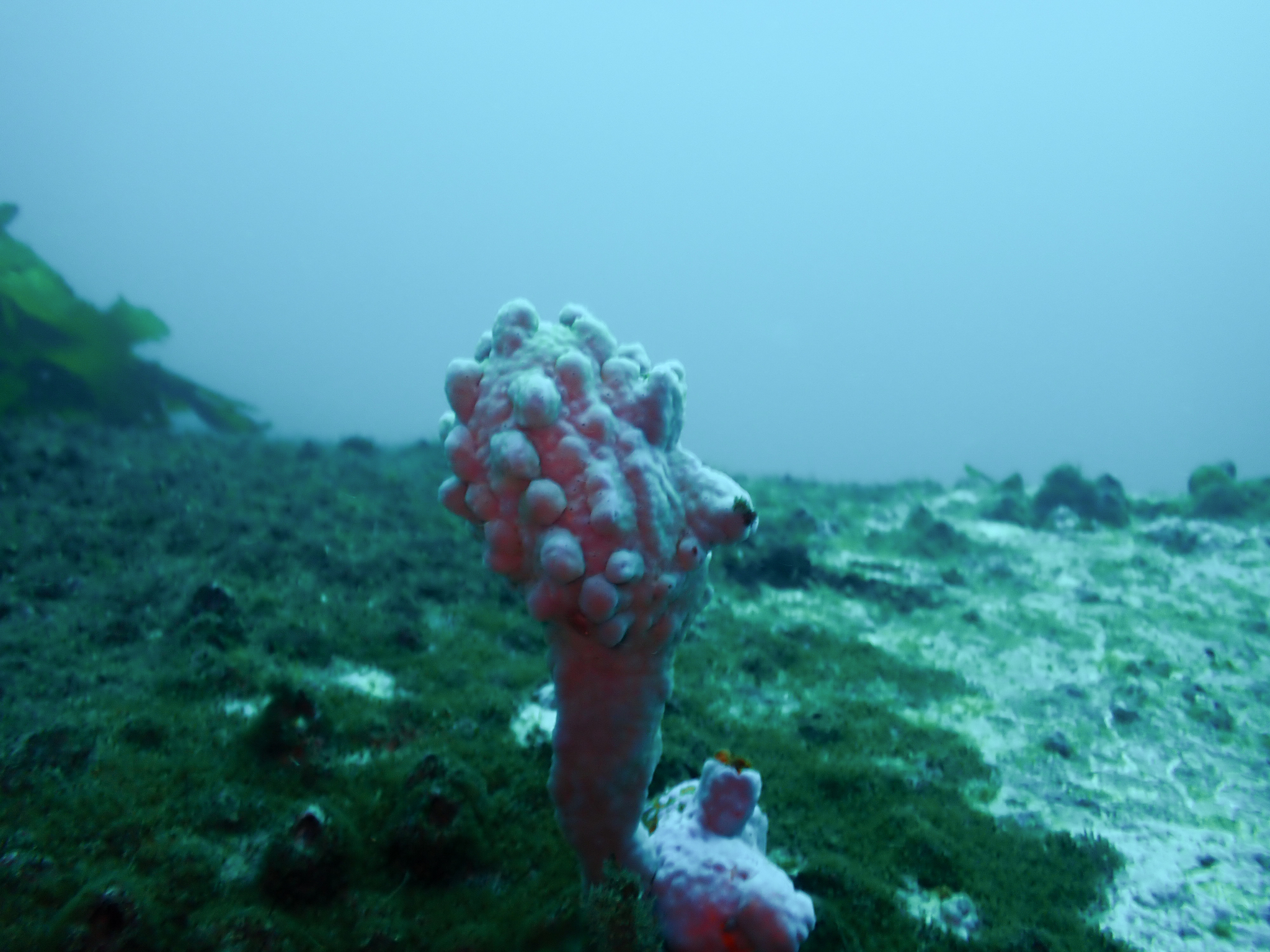 Pyura spinifera (Quoy & Gaimard, 1834)