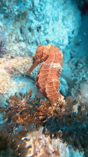 Longsnout seahorse (Hippocampus reidi) — Syngnathidae — 5