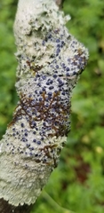Tephromelataceae