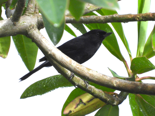 Black Flowerpiercer (Diglossa humeralis), photo 2