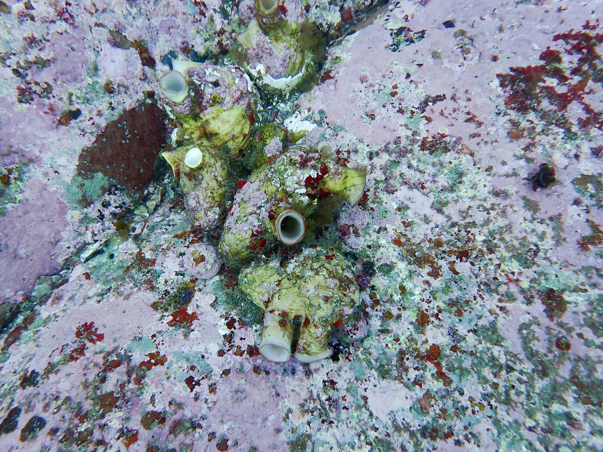 Herdmania grandis (Heller, 1878)