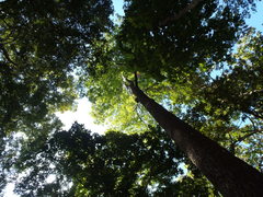 Terminalia phillyreifolia