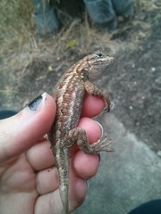 Sceloporus occidentalis
