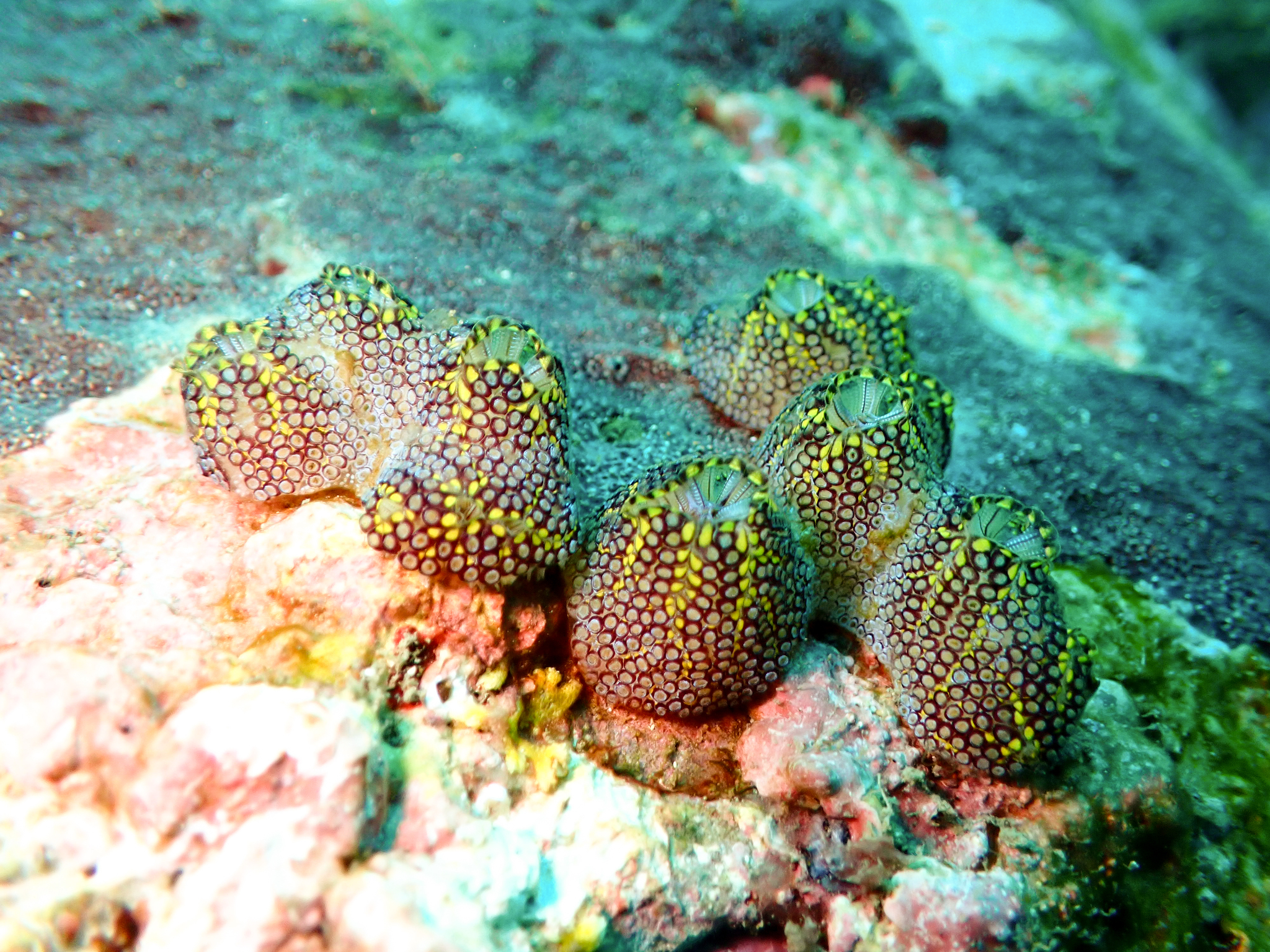 Botrylloides magnicoecus (Hartmeyer, 1912)
