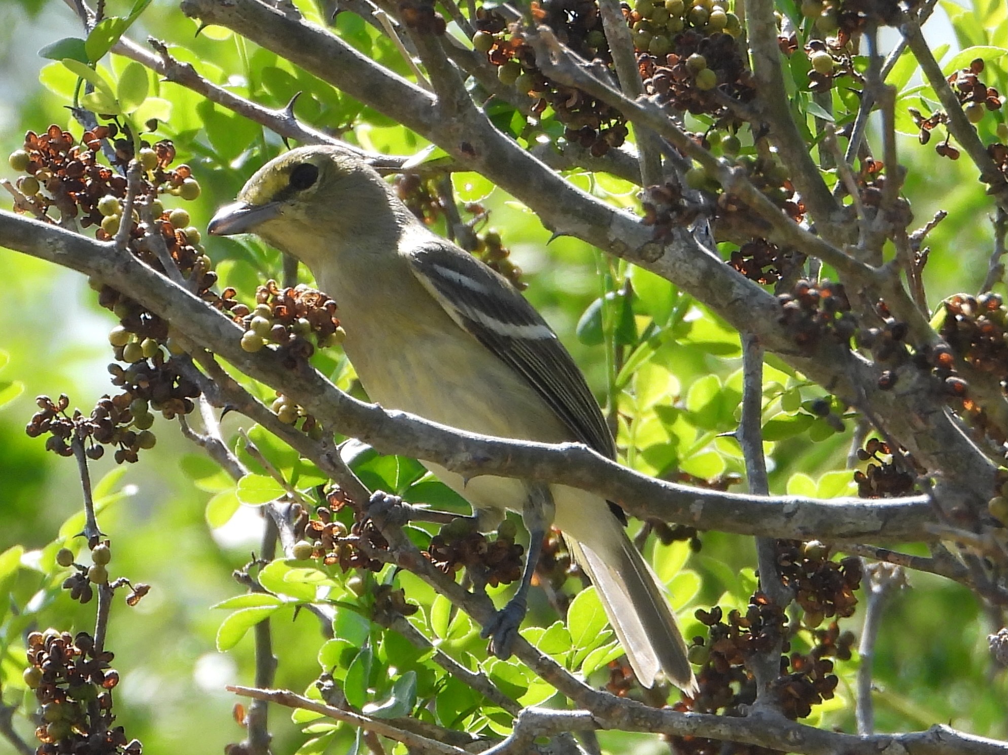 Thick-billed Vireo (Vireo crassirostris), photo 7