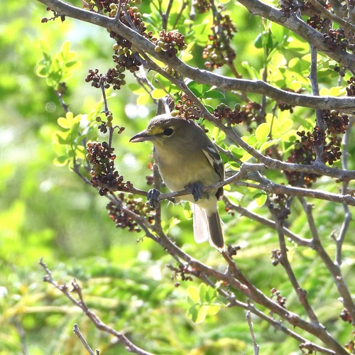 Thick-billed Vireo (Vireo crassirostris)