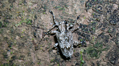 Acanthoderini