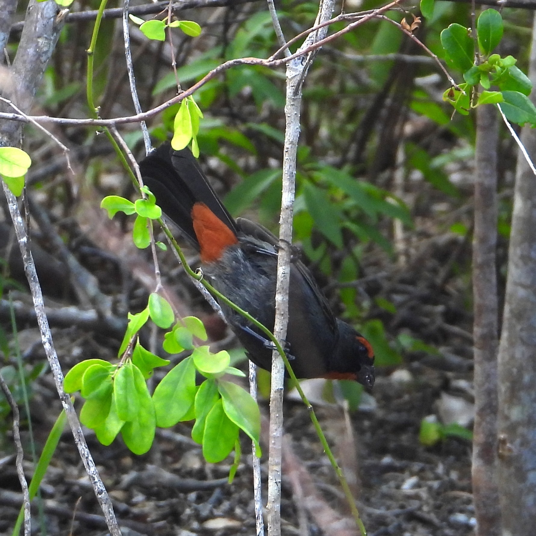 Greater Antillean Bullfinch (Melopyrrha violacea), photo 2