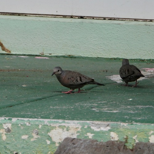 Common Ground Dove (Columbina passerina), photo 10