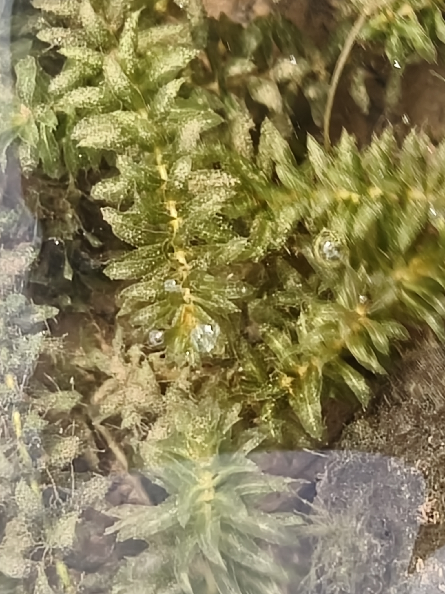 Hydrilla (Hydrilla verticillata)