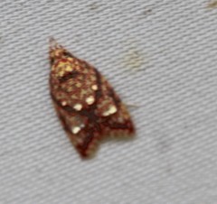 Lophopepla igniferella