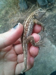 Sceloporus occidentalis