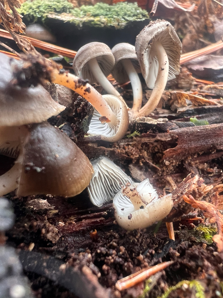 Mycena overholtsii · January 2026 · photo: © bdthomas (iNaturalist, cc-by)
