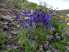 Delphinium middendorffii
