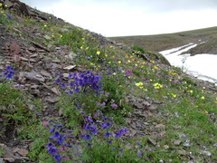 Delphinium middendorffii
