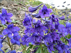 Delphinium middendorffii