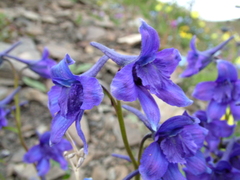 Delphinium middendorffii